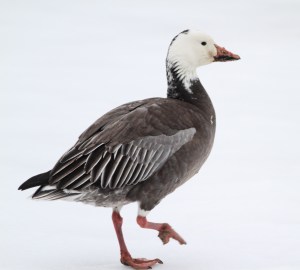 Snow Goose, Branchburg Twp., NJ, Feb. 9, 2015 (photo by Jonathan Klizas)