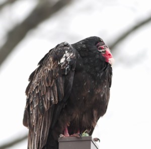 Turkey Vulture, Rockaway Twp., NJ, Feb. 8, 2015 (photo by Jonathan Klizas)
