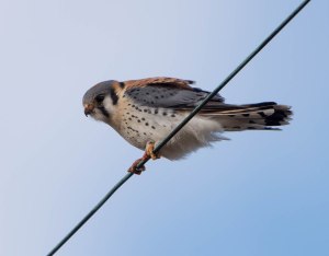 American Kestrel, Great Swamp NWR, Mar. 17, 2015 (photo by Chuck Hantis)