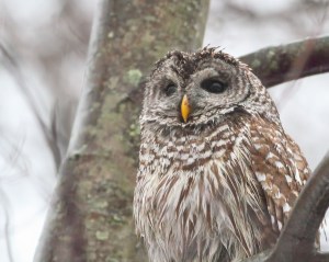 Barred Owl, Morris County, NJ, Mar. 14, 2015 (photo by Jonathan Klizas)
