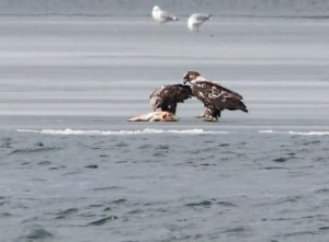 Bald Eagles, Lake Parsippany, Mar. 30, 2015 (photo by Jonathan Klizas)