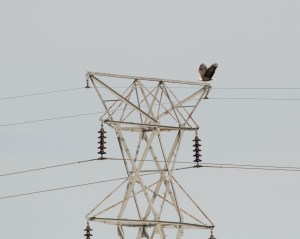 Bald Eagle, Troy Meadows, NJ, Mar. 13, 2015 (photo by Jonathan Klizas)