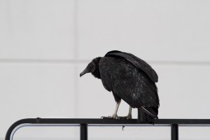 Black Vulture, Rockaway Twp., NJ, Mar. 15, 2015 (photo by Jonathan Klizas)
