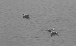 Bonaparte's Gulls, Boonton Reservoir, NJ, Mar. 26, 2015 (documentation photo by Jonathan Klizas)