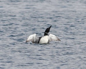 Common Loon, Lake Parsippany, Mar. 30, 2015 (photo by Jonathan Klizas)