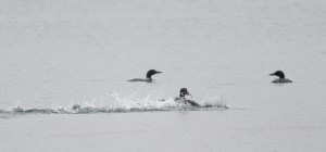 A Common Loon charges across the water after snagging a fish,  Lake Parsippany, Mar. 31, 2015 (photo by Jonathan Klizas)