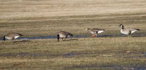 Greater White-fronted Goose, Duke Island Park, NJ, Mar. 17, 2015 (photo by Jageshwar Benimadho)