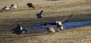 Greater White-fronted Goose, Duke Island Park, NJ, Mar. 17, 2015 (photo by Jageshwar Benimadho)