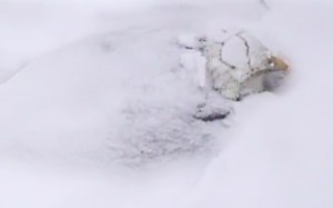 Bald Eagle incubating in the nest, Duke Farms, NJ, Mar. 5, 2015 (screen shot from Eagle Cam)