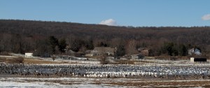 Geese in Long Valley, NJ, Mar. 18, 2015 (photo by Jonathan Klizas)