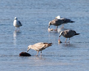 Lake Parsippany, NJ, Mar. 29, 2015 (photo by Jonathan Klizas)
