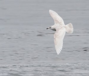 Iceland Gull, Lake Parsippany, Mar. 30, 2015 (photo by Jonathan Klizas)