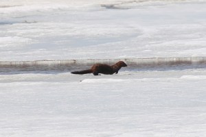 Mink, Glenhurst Meadows, NJ, Mar. 18, 2015 (photo by Jim Mulvey)