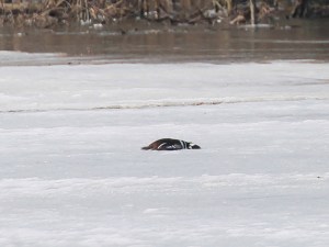 Glenhurst Meadows, NJ, Mar. 18, 2015 (photo by Jim Mulvey)