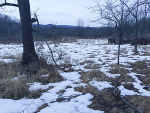 Moody Farm, Morris Twp., NJ, Mar. 16, 2015 (iPhone photo by Jonathan Klizas)