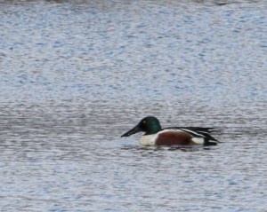 Northern Shoveler, Melanie Lane, Hanover Twp., NJ, Mar. 28, 2015 (photo by Jonathan Klizas)