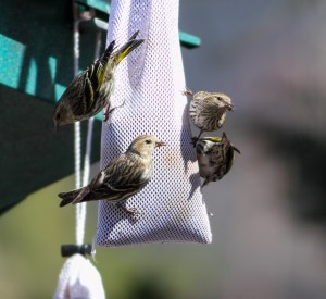 Pine Siskins, Morris Twp., NJ, Mar. 22, 2015 (photo by Jonathan Klizas)