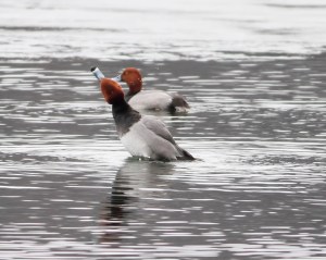 Redheads, Lk. Hopatcong, NJ, Mar. 25, 2015 (photo by Jonathan Klizas)