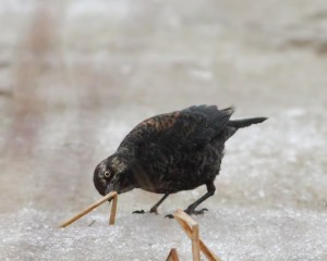 Rusty Blackbird, Great Swamp NWR, NJ, Mar 14, 2015 (photo by Jonathan Klizas)