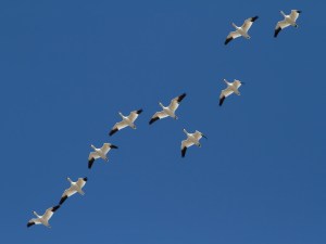 Snow Geese in Long Valley, NJ, Mar. 18, 2015 (photo by Jonathan Klizas)