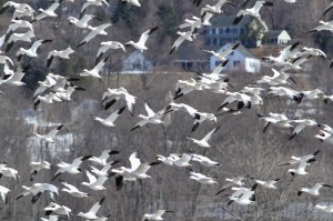 Snow Geese, Long Valley, NJ, Mar. 19, 2015 (photo by Jonathan Klizas)