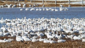 Snow Geese at Long Valley, NJ, Mar. 23, 2015 (photo by Jonathan Klizas)