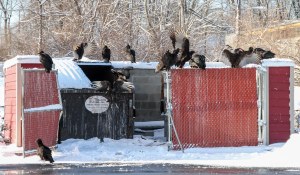 Vultures, Rockaway Twp., NJ, Mar. 21, 2015 (photo by Jonathan Klizas)