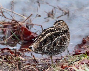 Wilson's Snipe, Melanie Lane, Hanover Twp., NJ, Mar. 15, 2015 (photo by Jonathan Klizas)