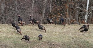 Wild Turkeys, Florham Park, NJ, Mar. 28, 2015 (photo by Jonathan Klizas) 