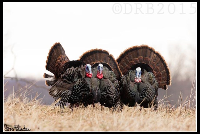 Wild Turkeys, Troy Meadows, Mar. 15, 2015 (photo by Dave Blinder)
