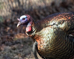 Wild Turkey, Troy Meadws, NJ, Mar. 29, 2015 (photo by Jonathan Klizas)