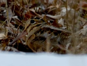 Am. Woodcock, Fairview Farms, NJ, Mar. 11, 2015 (photo by Zach Batren)
