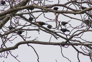 Yellow-headed Blackbird, Hillsborough Twp., NJ, Mar. 30, 2015 (photo by Frank Sencher, Jr.)