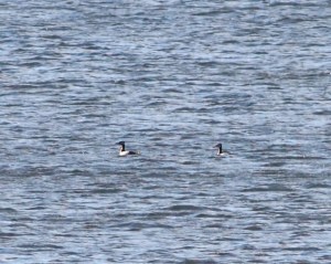 Red-necked Grebes, Boonton Reservoir, Apr. 11, 2015 (distant photo by Jonathan Klizas)