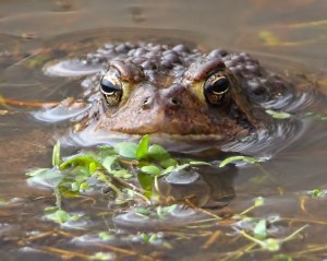 Am. Toad, Leddell's Pond, Mendham, NJ, Apr. 16, 2015 (phpto by Jonathan Klizas)