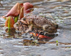 Am. Toads, Leddell's Pond, Mendham, NJ, Apr. 16, 2015 (phpto by Jonathan Klizas)