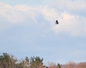 Bald Eagle, Boonton Reservoir, Apr. 11, 2015 (photo by Jonathan Klizas)