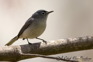 Blue-gray Gnatcatcher, Loantaka Brook Reservation, NJ, Apr. 28, 2015 (photo by Mitch Van Beekum)