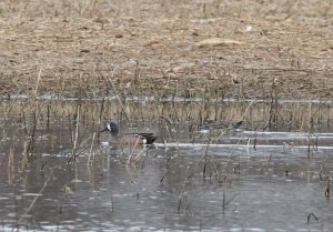 Blue-winged Teal, Long Valley NJ, Apr. 8, 2015 (photo by Jonathan Klizas)