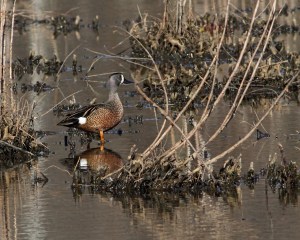 Blue-winged Teal, Melanie Lane, NJ, Apr. 12, 2015 (photo by Jonathan Klizas)