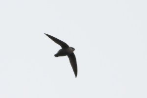 Chimney Swift, Raritan, NJ, Apr. 23, 2015 (photo by Jonathan Klizas)