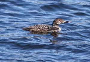 Common Loon, Boonton Reservoir, NJ, Apr. 24, 2015 (photo by Jonathan Klizas)
