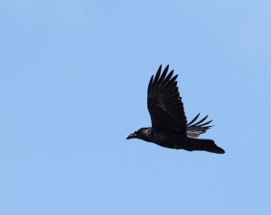 Common Raven, Boonton Reservoir, Apr. 11, 2015 (photo by Jonathan Klizas)
