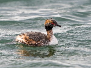 Horned Grebe, Lake Parsippany, NJ, Apr. 5, 2015 (photo by Chuck Hantis)