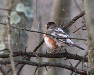 American Robin, Great Swamp NWR, NJ, Apr. 16, 2015 (photo by Jonathan Klizas)