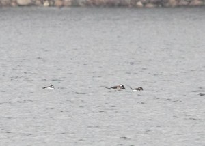 Long-tailed Ducks, Lake Musconetcong, NJ, Apr. 7, 2015 (photo by Jonathan Klizas)