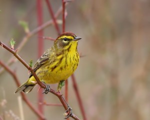 Palm Warbler, Loantaka Brook Reservation, NJ, Apr. 14, 2015 (photo by Jonathan Klizas)