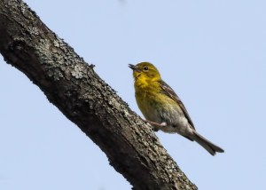 Pine Warbler, Troy Meadows, April 19, 2015 (photo by Jonathan Klizas)