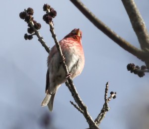 Purple Finch, Troy Meadows, NJ, Apr. 25, 2015 (photo by Jonathan Klizas)