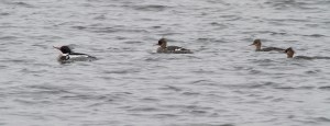 Red-breasted Mergansers, Lake Musconetcong, NJ, Apr. 8, 2015 (photo by Jonathan Klizas)